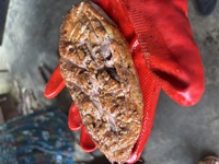Canard rôti grillé, spécialité de François #inspirationmagazine