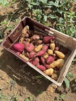 Le fruit de la récolte à la Ferme François @inspirationmagazine